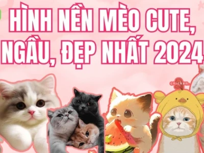 Avatar Mèo Chibi Đáng Yêu: Hơn 50+ Mẫu Cho Facebook 2026