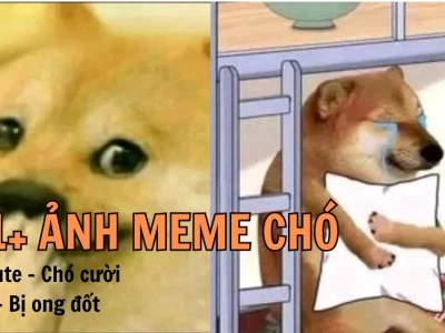 Bộ Sưu Tập Meme Chó Hài Hước Nhất Năm 2026