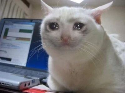 Khám phá thế giới meme "cat cry": Nguồn gốc, ý nghĩa và cách tạo