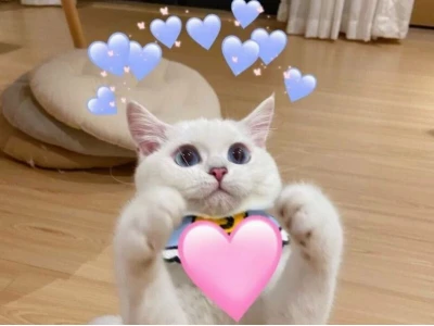 Khám phá thế giới meme tình yêu đáng yêu và cute nhất 2026