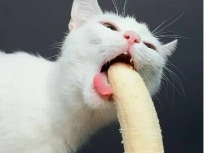 Meme Mèo Lè Lưỡi: Tuyển Tập Ảnh Chế Hài Hước Đốn Tim