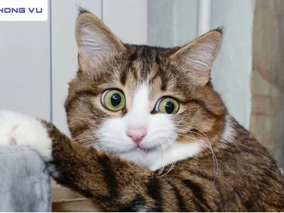 Thế Giới Meme Mèo: Khám Phá Kho Ảnh "Cười Ra Nước Mắt" 2026